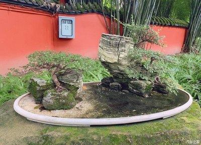 小風(fēng)帶你欣賞自然景觀的藝術(shù)品——盆景景觀藝術(shù)